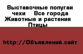 Выставочные попугаи чехи  - Все города Животные и растения » Птицы   